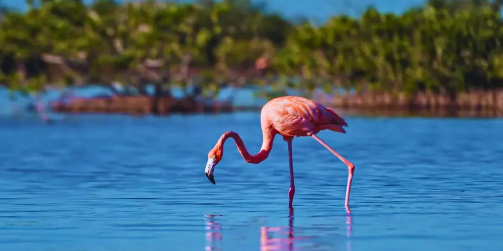 campeche flamencos sorprenden a visitantes en isla arena