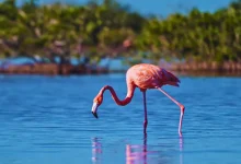 campeche flamencos sorprenden a visitantes en isla arena