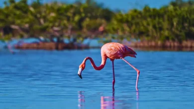 campeche flamencos sorprenden a visitantes en isla arena