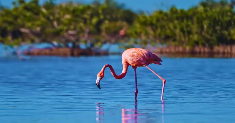 campeche flamencos sorprenden a visitantes en isla arena