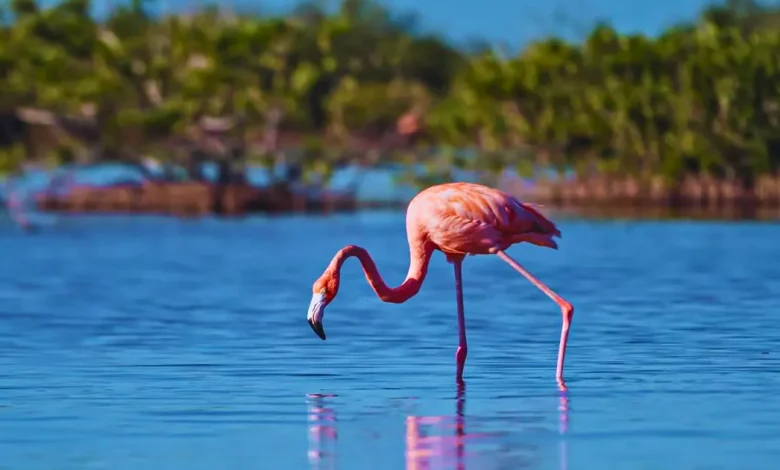 campeche flamencos sorprenden a visitantes en isla arena