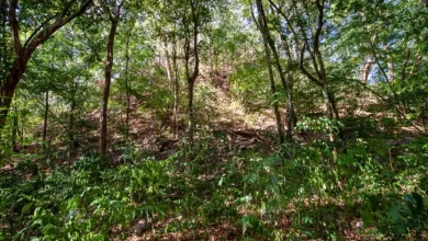 el yesal la enorme ciudad maya oculta en campeche