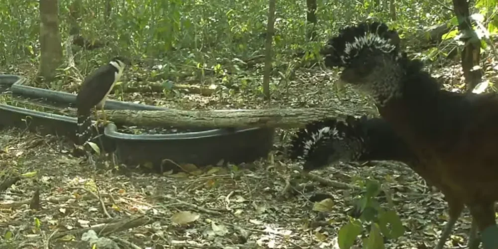 instalan bebedero para proteger fauna en calakmul
