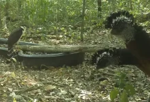 instalan bebedero para proteger fauna en calakmul