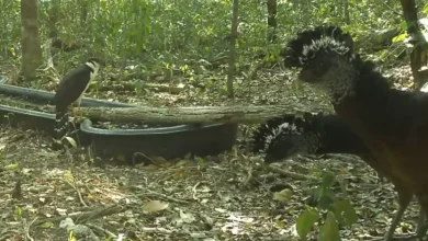instalan bebedero para proteger fauna en calakmul