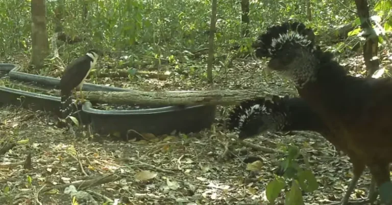 instalan bebedero para proteger fauna en calakmul