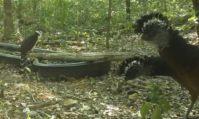 instalan bebedero para proteger fauna en calakmul