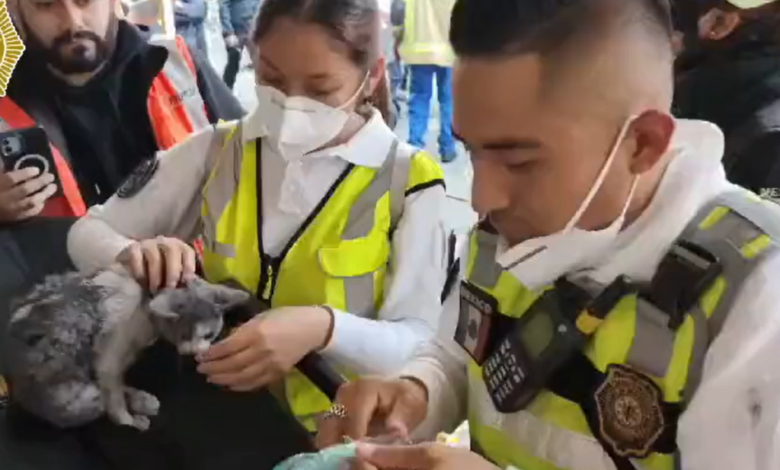 Rescatan a un 'gatito' del incendio en Tepito