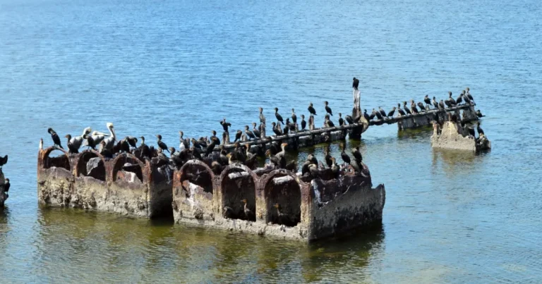el buque lola un tesoro histórico hundido en el mar de campeche