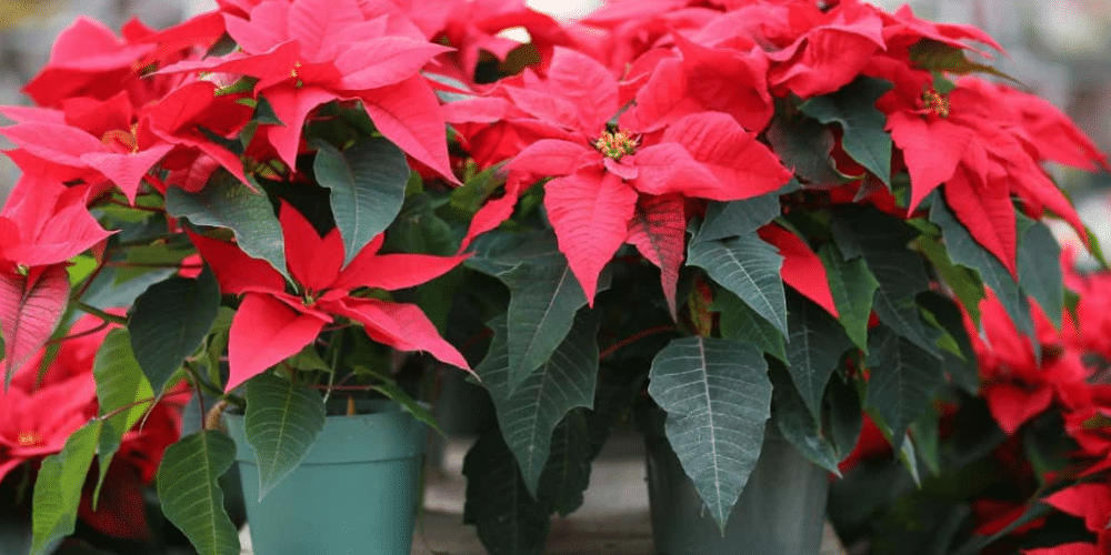 Aumento del 100% en la demanda de flores de Nochebuena en Hopelchén