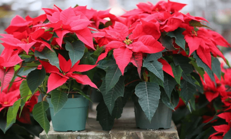 Aumento del 100% en la demanda de flores de Nochebuena en Hopelchén