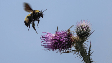 Colectivos exigen proteger a las abejas: Piden prohibir el uso de agrotóxicos y fumigaciones aéreas