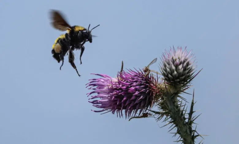 Colectivos exigen proteger a las abejas: Piden prohibir el uso de agrotóxicos y fumigaciones aéreas