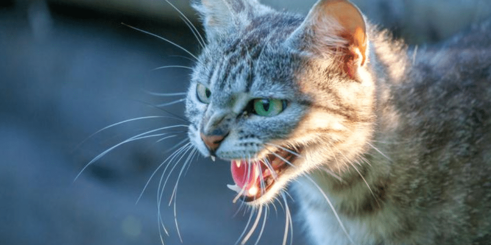 Intensifican combate a la rabia tras confirmarse caso en un gato