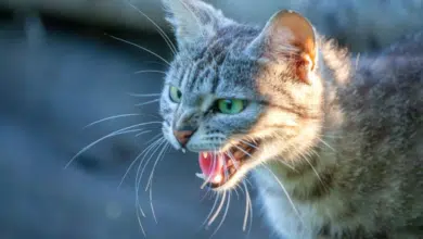 Intensifican combate a la rabia tras confirmarse caso en un gato