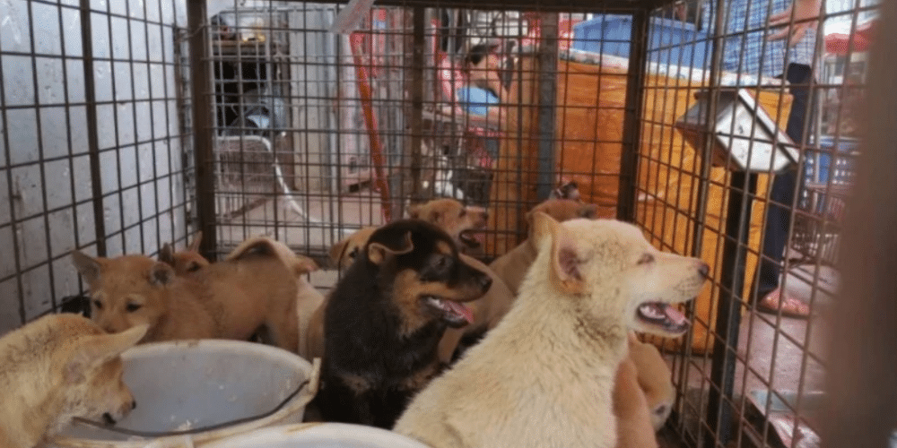 ¿Por qué está prohibida la venta de animales en Campeche?