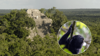 VIDEO: El asombroso rugido de la selva de Calakmul captado en TikTok