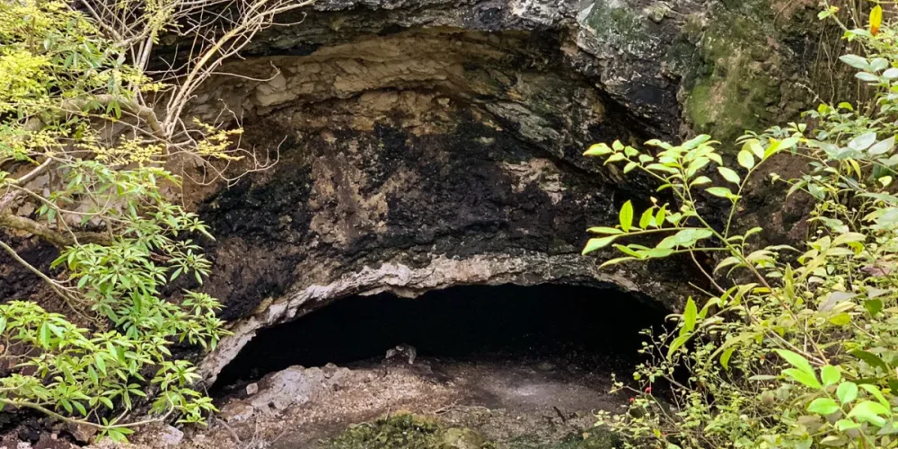 el santuario de murciélagos en calakmul un espectáculo natural en campeche