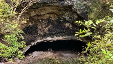 el santuario de murciélagos en calakmul un espectáculo natural en campeche
