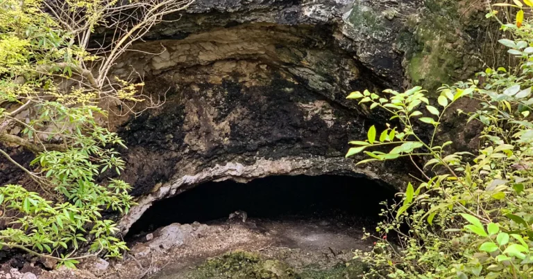el santuario de murciélagos en calakmul un espectáculo natural en campeche