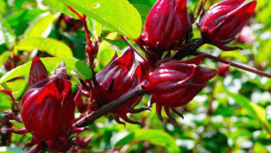 La jamaica, el nuevo cultivo prometedor que revoluciona el campo de Campeche