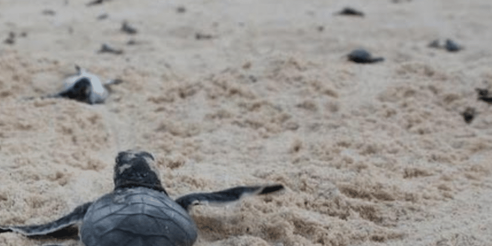 Más de 1.4 millones de tortugas liberadas en tres años