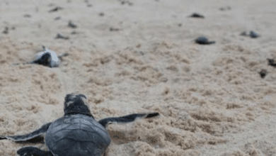 Más de 1.4 millones de tortugas liberadas en tres años