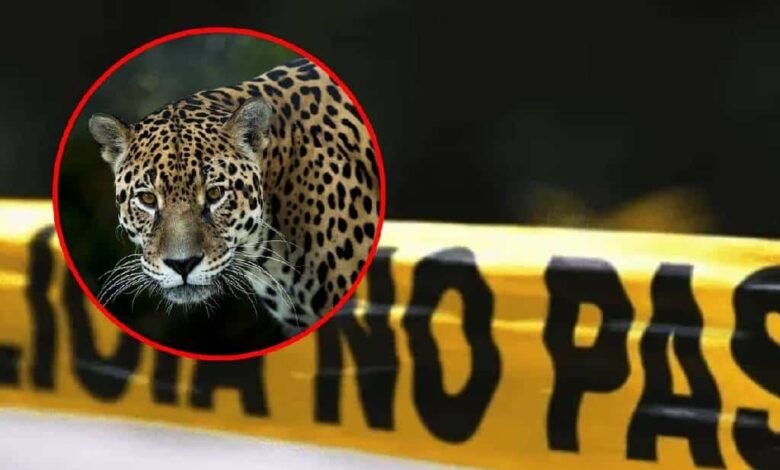 Matan a jaguar en peligro de extinción en la huasteca potosina