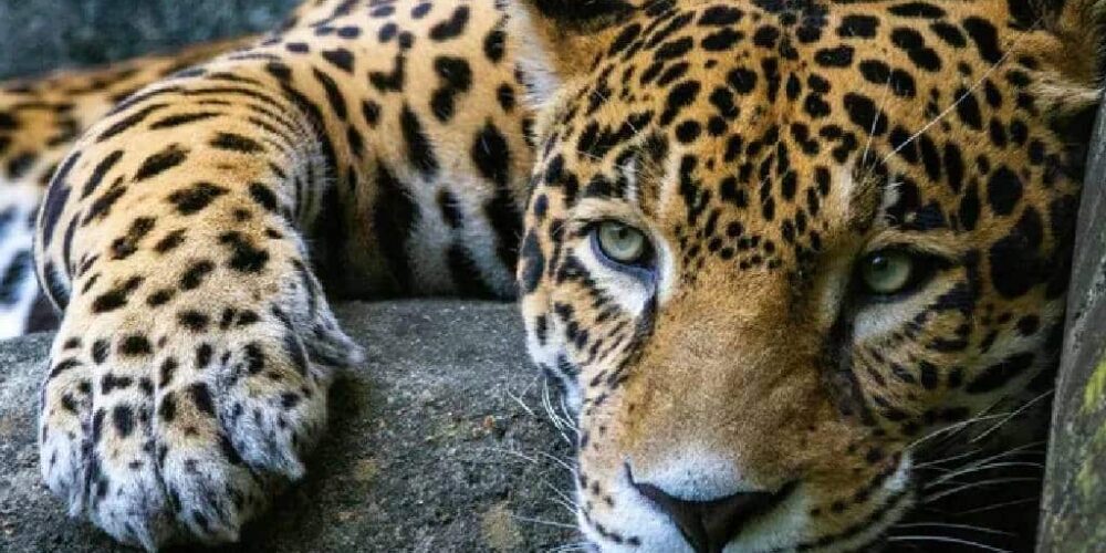 Profepa denuncia a hombre por matar a jaguar en San Luis Potosí