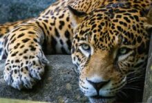 Profepa denuncia a hombre por matar a jaguar en San Luis Potosí