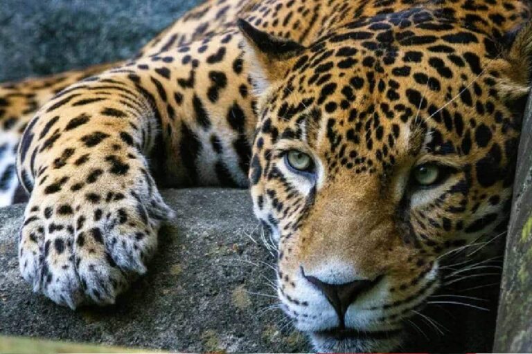 Profepa denuncia a hombre por matar a jaguar en San Luis Potosí