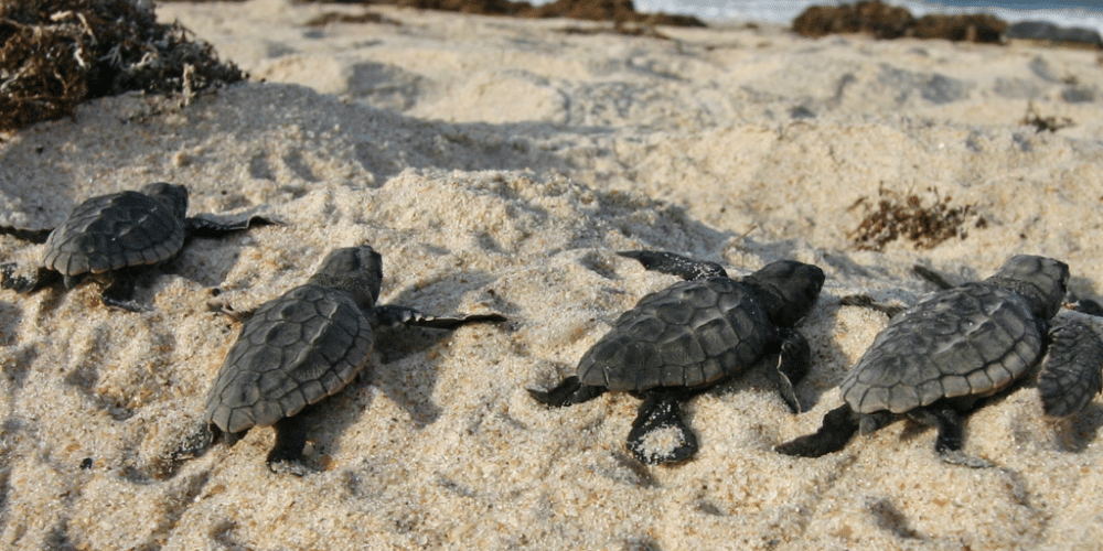 Reforzarán la protección de tortugas marinas con la siembra de 5 mil plantas en dunas costeras