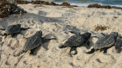 Reforzarán la protección de tortugas marinas con la siembra de 5 mil plantas en dunas costeras