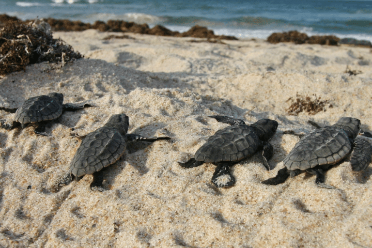 Reforzarán la protección de tortugas marinas con la siembra de 5 mil plantas en dunas costeras