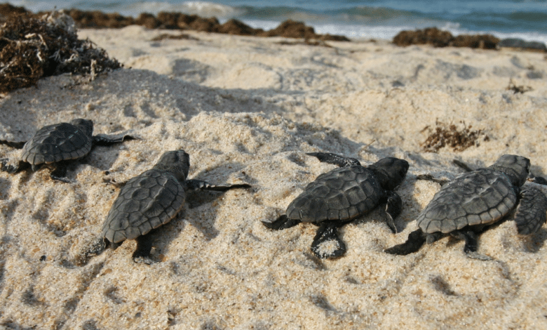 Reforzarán la protección de tortugas marinas con la siembra de 5 mil plantas en dunas costeras