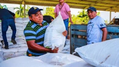 Apicultores de Campeche reciben más de 33 toneladas de azúcar para fortalecer producción de miel