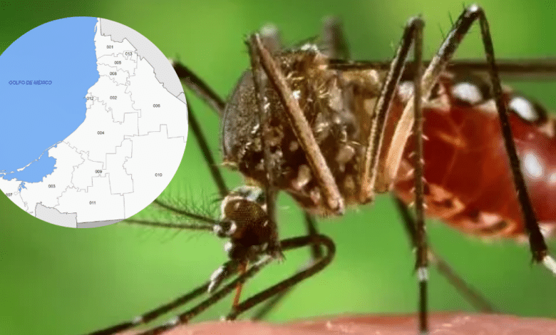 Mosco del dengue en Campeche