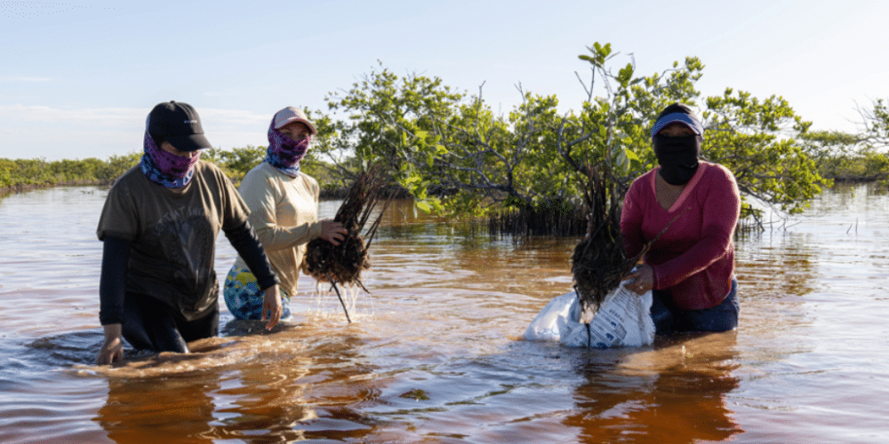 Campeche refuerza su compromiso con la conservación de manglares