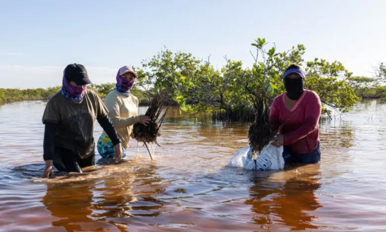 Campeche refuerza su compromiso con la conservación de manglares