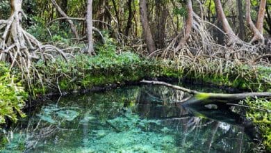 Campeche, un tesoro natural con vastos manglares en conservación