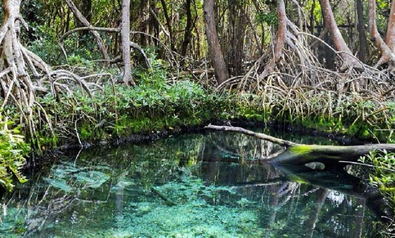 Campeche, un tesoro natural con vastos manglares en conservación