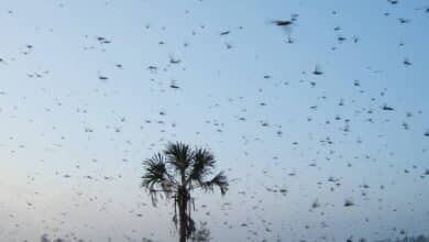 Emergencia en 4 municipios de Campeche por plaga de langostas