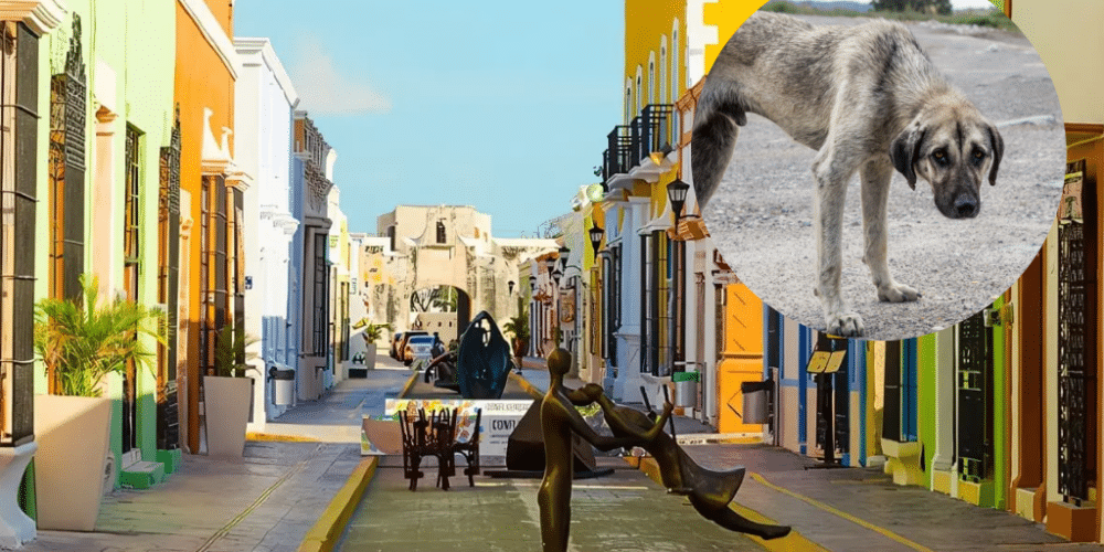 Fiscalía de Campeche busca endurecer penas por maltrato animal y propone censo de mascotas