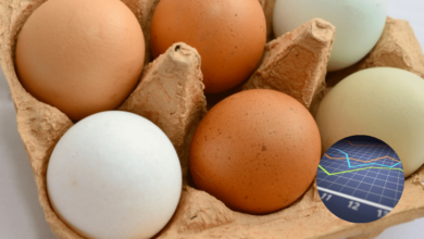 Huevo de firente variedad