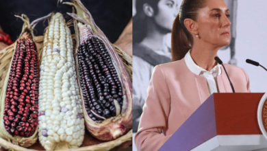 Sheinbaum realiza cambios a reforma sobre maíz transgénico