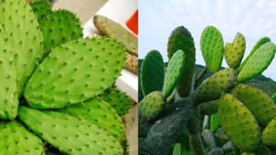 El Nopal es mejor de lo que crees para combatir la diabetes