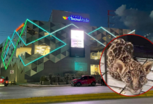 Plaza Technomoda en Oaxaca con edición de cachorro de jaguar