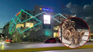 Plaza Technomoda en Oaxaca con edición de cachorro de jaguar