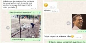 Perrito se escapa para ir por los tacos