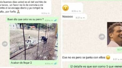 Perrito se escapa para ir por los tacos